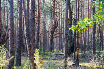 Natural Parc in Poland