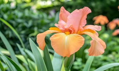Fototapeta premium pink orange Iris flower surrounded by lush green leaves, Generative AI