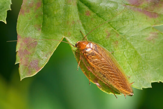 Bernstein-Waldschabe (Ectobius vittiventris) auf dem Rand von einem gr&uuml;n roten Blatt - Baden-W&uuml;rttemberg, Deutschland