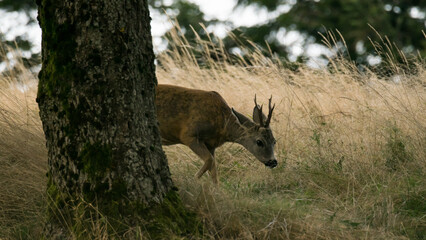 the grazing doe is alert