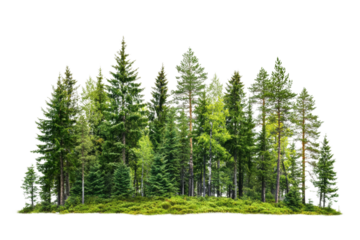 A lush cluster of evergreen trees on a green mossy ground, isolated on a white background.