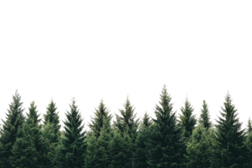 A lush row of evergreen trees against a clear background, perfect for natural scenery and outdoor themes.