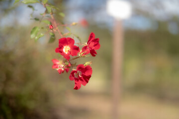 見られたがりの花たち