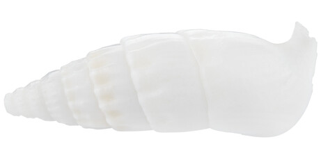 Seashell white isolated on a transparent background. Very close macro photography. Completely in focus.