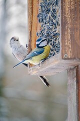 Birds at a wooden feeder