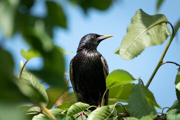 Starling perched among green leaves under blue sky.