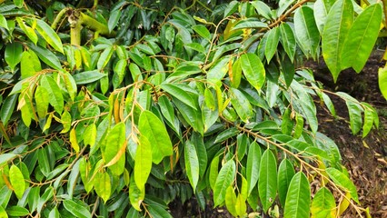 Close up of fresh green durian leaves on the branch in the garden at Mekong Delta Vietnam. Plantation and Agriculture concept.