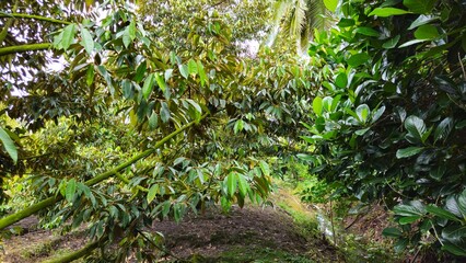 Close up of durian tree in the garden at Mekong Delta Vietnam. Plantation and Agriculture concept.