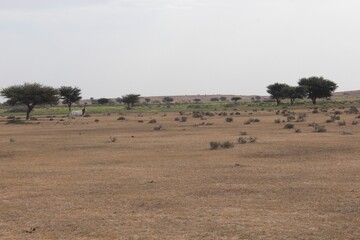 Savannah, North Afrika, Bouhedma National park, southern Tunisia