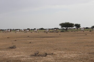 Savannah, North Afrika, Bouhedma National park, southern Tunisia
