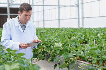 Caucasian man scientist check cultivation strawberry in modern building glass farm. Scientists using digital tablet for research plant in organic farm. Quality control for hydroponics vegetable farm.