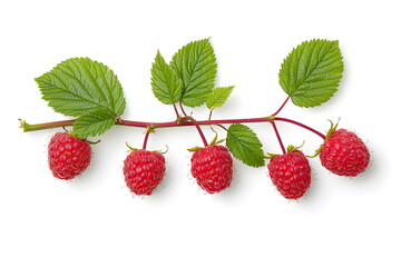 Red ripe raspberries with green leaves on a branch isolated on a white background.	