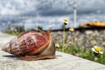 Close-up of a snail moving slowly along concrete with wildflowers nearby, on a blurred background.