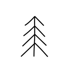 abstract conifer pine fir 