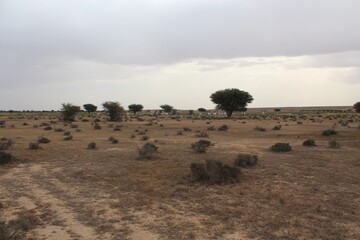 Savannah, North Afrika, Bouhedma National park, southern Tunisia