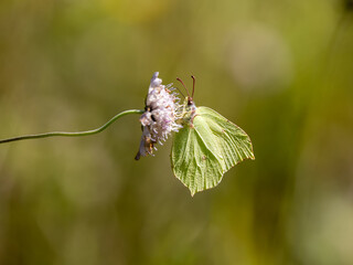 Backlite Brimstone Butterfly Feeding on Field Scabious