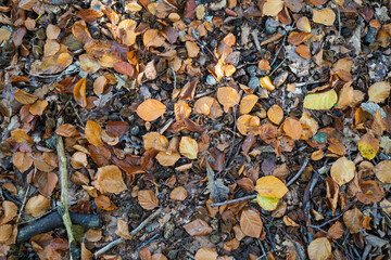 Carpet of fallen autumn leaves in the forest. Autumn mood concept