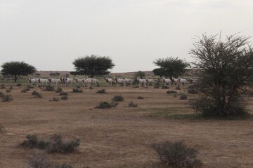 Savannah, North Afrika, Bouhedma National park, southern Tunisia