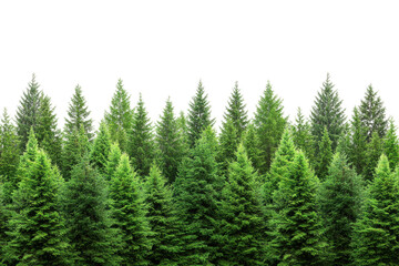 Dense forest of evergreen trees against a clear, isolated background, showcasing vibrant green foliage.