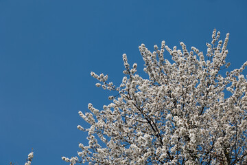 primo piano della chioma di un albero di ciliegio pieno di fiori bianchi, illuminato dal sole, di...