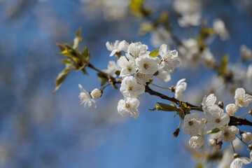 vista macro dei fiori bianchi di un albero di ciliegio sui rami, di giorno, illuminati dal sole, in primavera