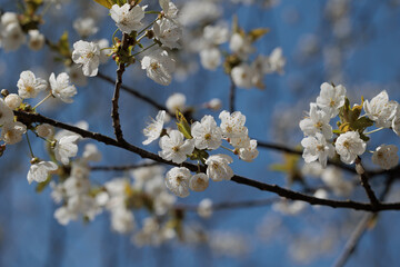 vista macro dei fiori bianchi di un albero di ciliegio sui rami, di giorno, illuminati dal sole, in primavera