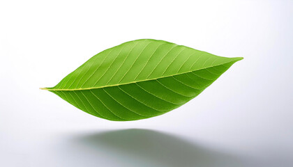 Obraz premium Green leaf floating or flying isolated white background