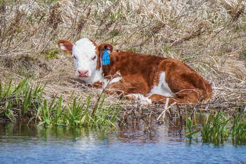 calf near pond sleeping © Susan Hutton