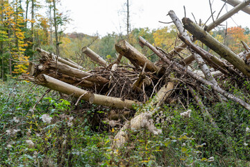 Piled remains of felled trees in an autumn forest. Concept of environmental problems in nature