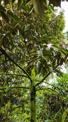 Close up of durian tree in the garden at Mekong Delta Vietnam. Plantation and Agriculture concept.