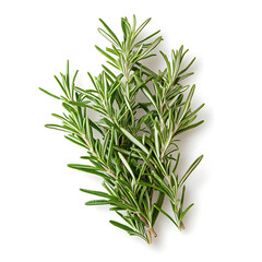 Obraz premium Freshly Cut Rosemary Sprig with Dew Isolated on Pure White Background