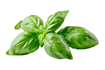 Fresh basil leaves on a white isolated background.