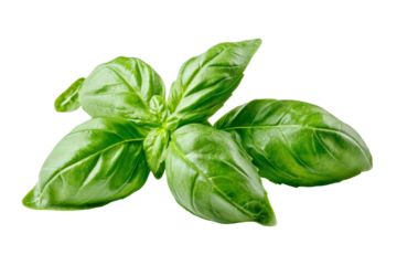 Fresh basil leaves on a white isolated background.