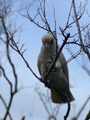 parrot