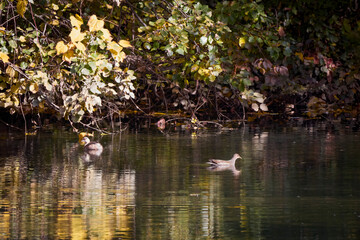 a small water bird on a river in the autumn landscape