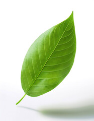 Obraz premium Green leaf floating or flying isolated white background