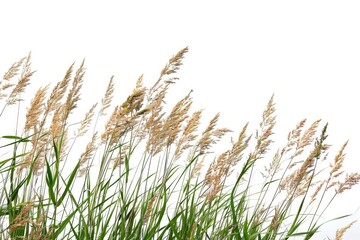 High Grass. Long Reed Grasses in Brown and Green on White Background