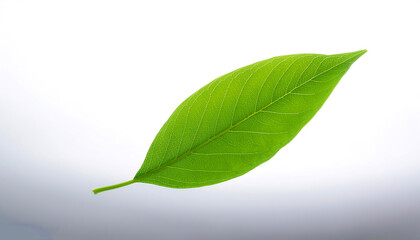 Fototapeta premium Green leaf floating or flying isolated white background