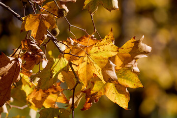 Fototapeta premium beautifully colored tree branches during autumn on a sunny day