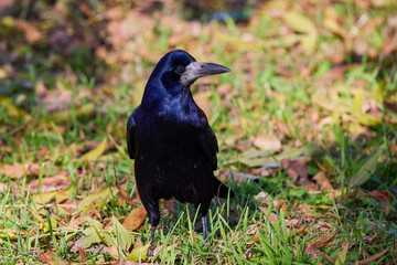 a crow standing in the grass in a park during daytime in autumn