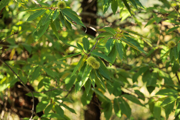 vista in primo piano dei rami, delle foglie e dei ricci o frutti ancora verdi ed immaturi di un albero di castagne, di giorno, a inizio autunno