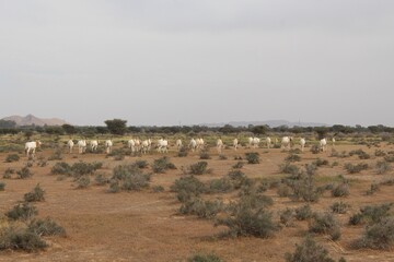 Savannah, North Afrika, Bouhedma National park, southern Tunisia