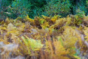 Yellowed from the cold leaves of fern thickets in the autumn forest. The concept of the fragility of nature