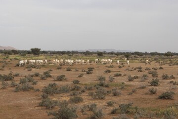 Savannah, North Afrika, Bouhedma National park, southern Tunisia