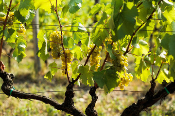 vista macro di grappoli maturi di uva bianca attaccati alla pianta, a fine estate