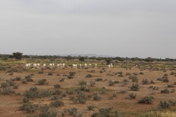 Savannah, North Afrika, Bouhedma National park, southern Tunisia
