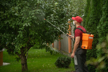 Gardener is taking care of trees in a garden. He is applying insecticide, spraying a fruit tree. He is wearing a protective mask and gloves