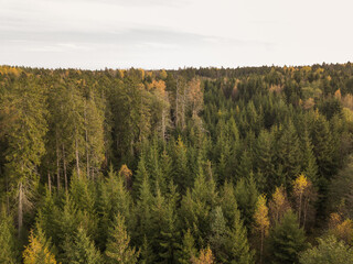 Autumn forest by drone