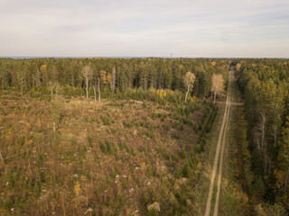 Autumn forest by drone