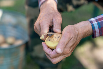 Close up of elderly hands peeling potato outdoor showing weathered yet skilled grip on peeler in natural light setting